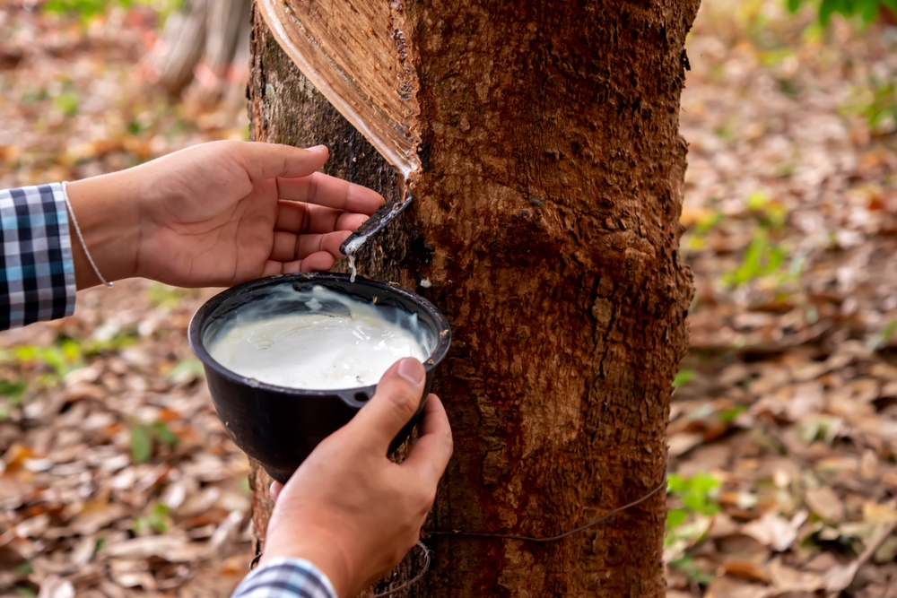 Harvesting Latex For Making Rubber Mats